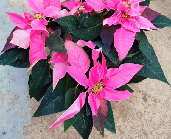 겨울 꽃 포인세티아