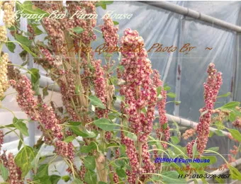 퀴노아 재배 배수성 좋은 흙 고온 건조 적응 수확_3