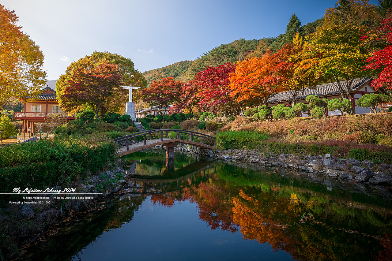 제천 배론성지 가을 단풍 은행