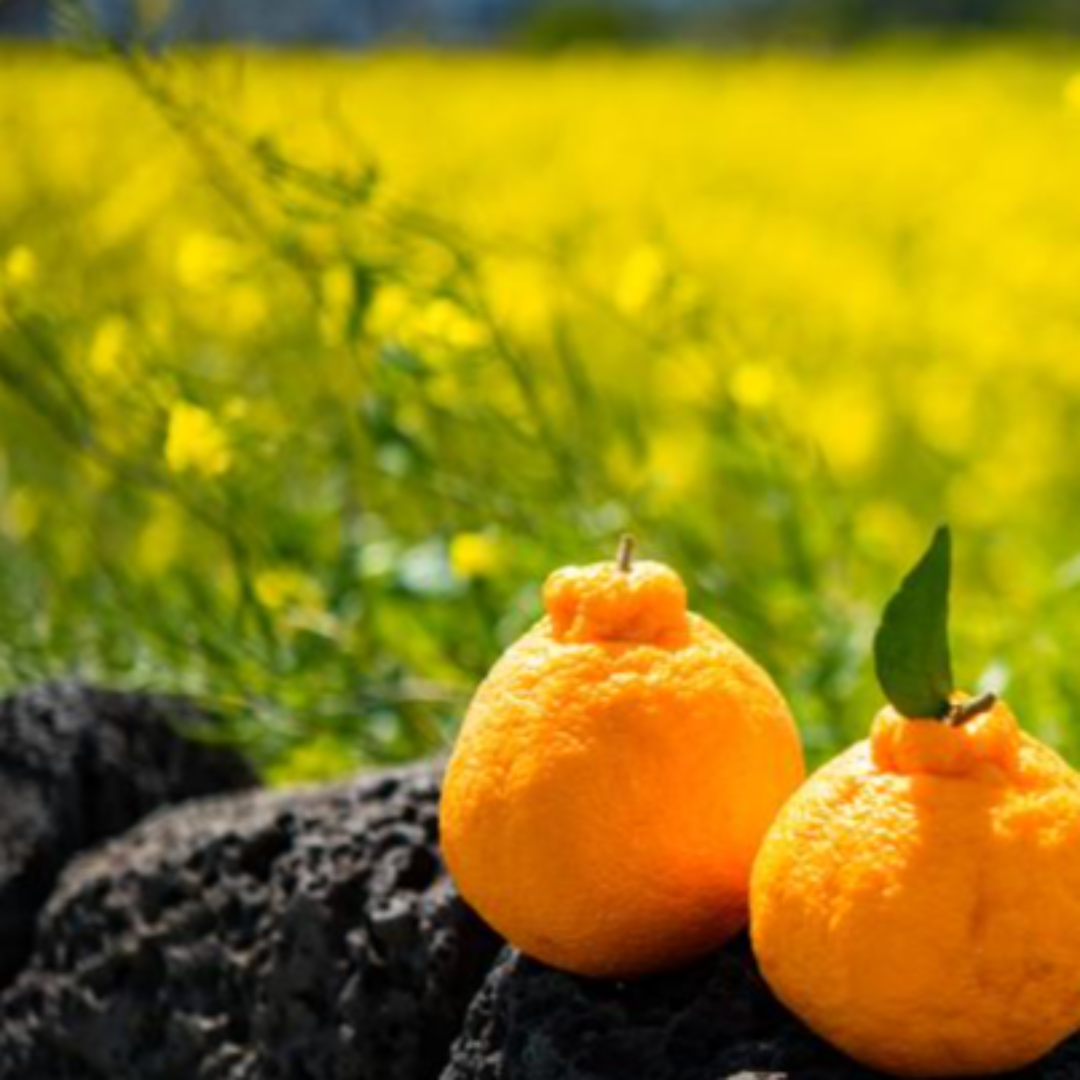 제주도 한달살기 관련 사진