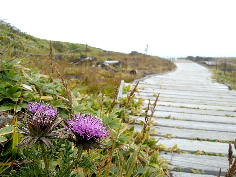 한라산 어리목코스