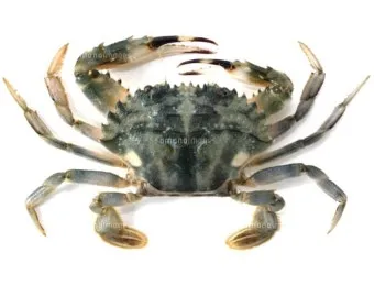 6월 꽃게 금어기 정확한 일정과 유통 제한 상세 정보 총정리_13