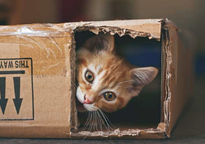 고양이 비용에 대해 주의를 기울이는 이미지