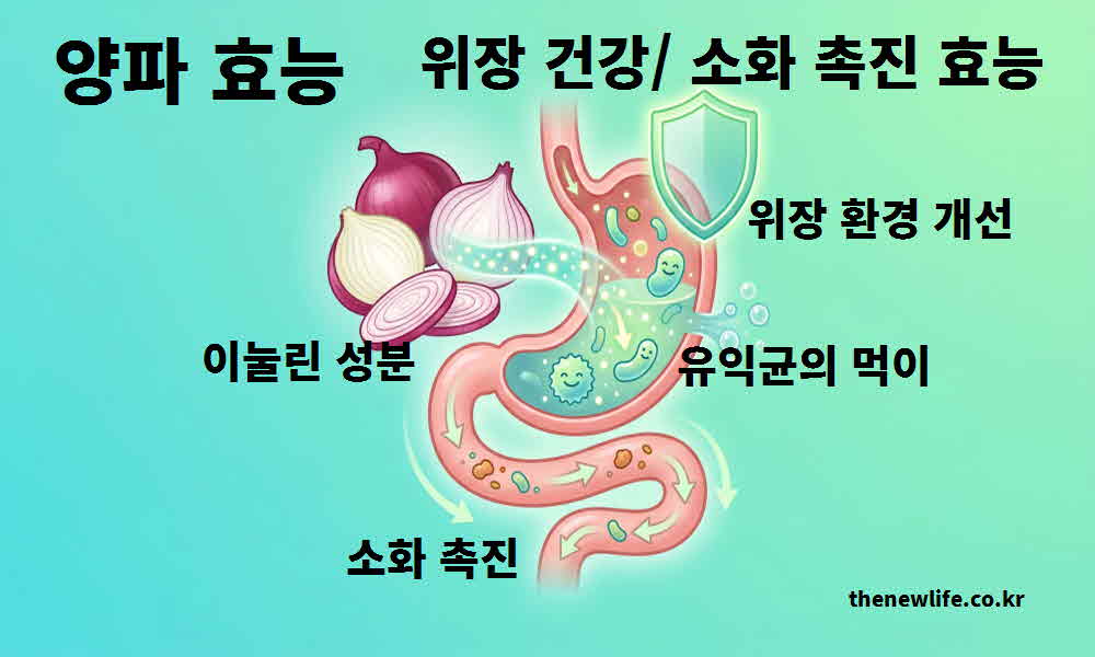 양파 효능 위장 건강 소화 촉진
