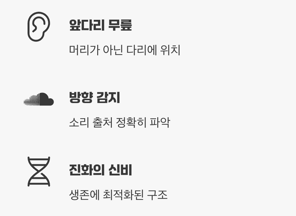 귀는 어디에 있을까?