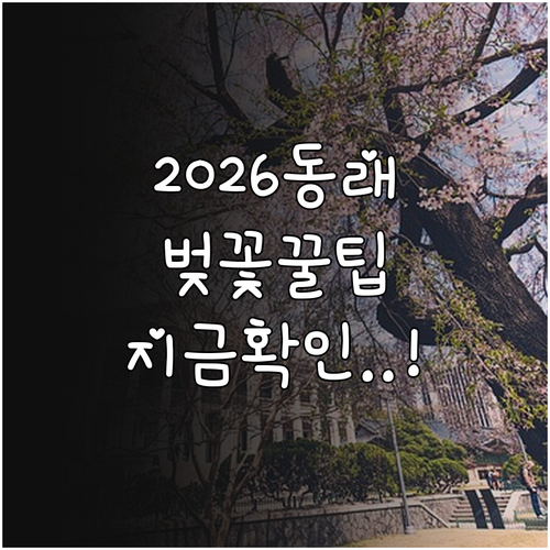 2026년 동래 벚꽃 개화 전망 및 ..