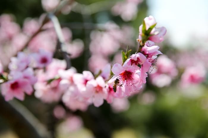 [4월 축제]서울근교 봄꽃 축제❘부천 춘덕산 복숭아꽃 축제❘복숭아꽃 개화가 절정이에요. 맛집 추천