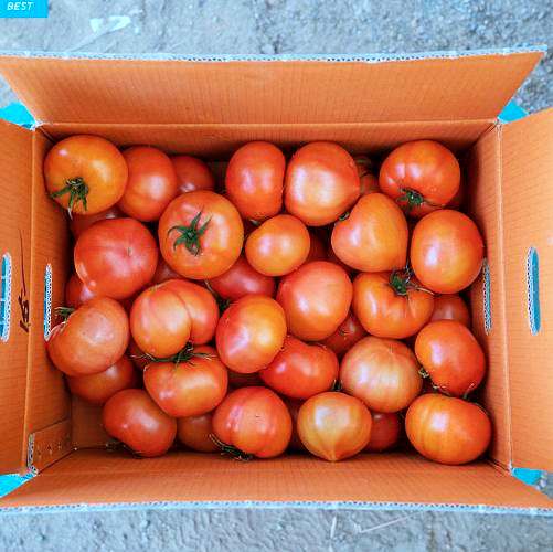 6시내고향 경북 경주 아삭 달달한 찰 토마토 파는 곳 전국 택배 온라인 전화 주문 추천