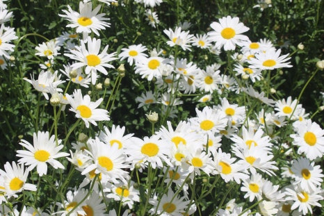 대구 진밭골산림공원 샤스타데이지 개화 시기 및 위치, 주차 정보 총정리