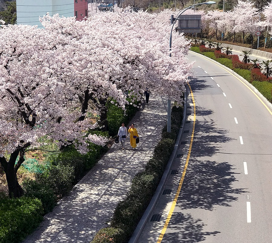 벚꽃 개화시기 2023