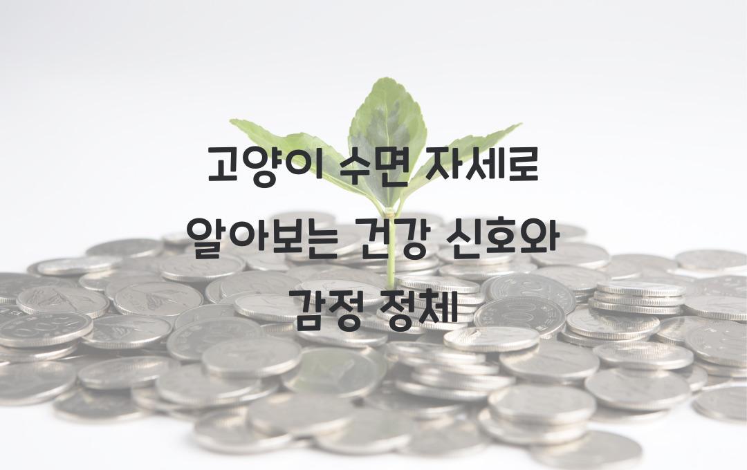 고양이 수면 자세로 알아보는 건강 신호