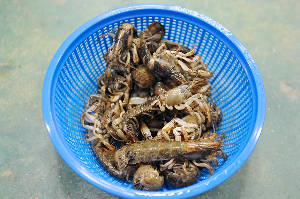 전도갯벌체험장