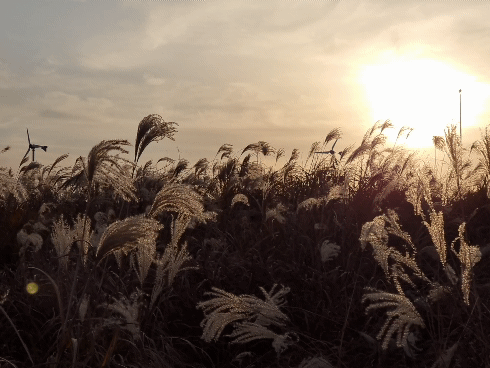 하늘공원 바람에 흩날리는 억새
