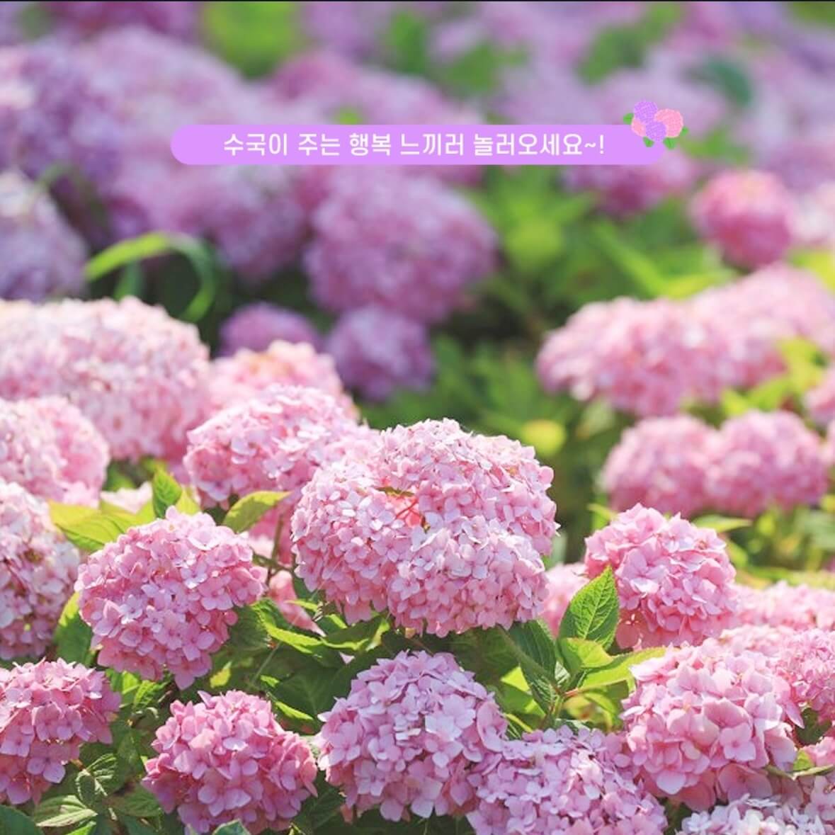 도초도 수국축제