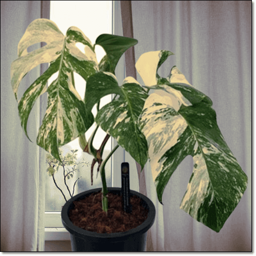 몬스테라 알보 식테크