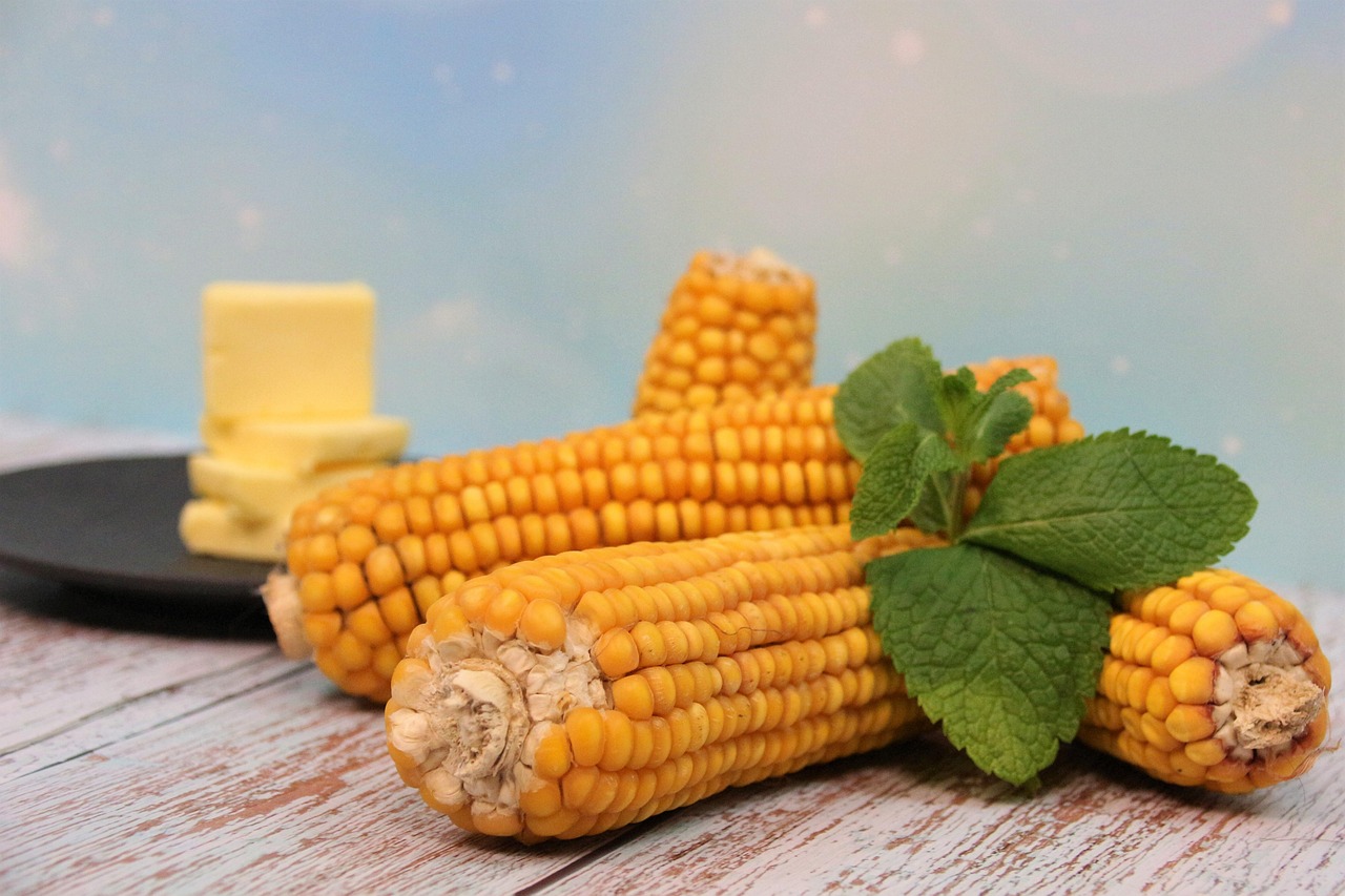 옥수수 보관방법 관련 사진