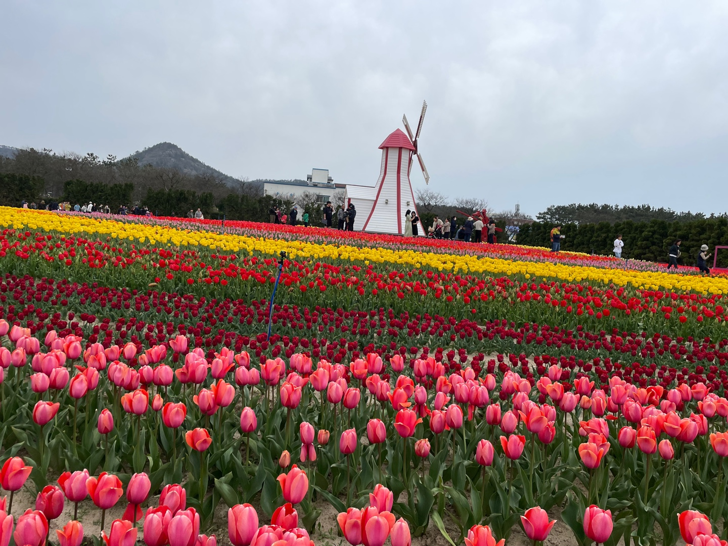 2024 신안 임자도 튤립축제