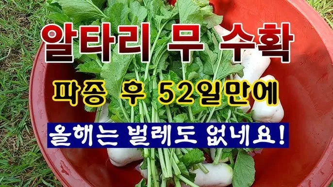 알타리무 재배 서늘한 기온 관리 연속 수확 물 주기_4