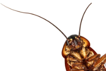 바퀴벌레/출처:어도비스톡