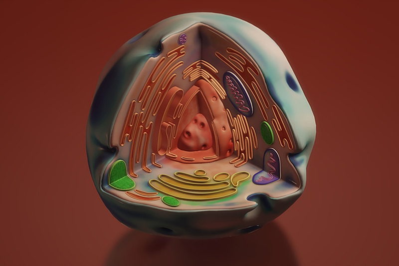 당뇨병과 치매의 연관성