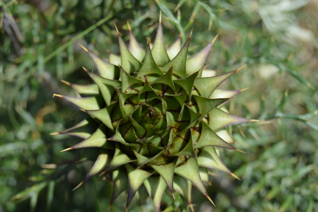 Pinecoin