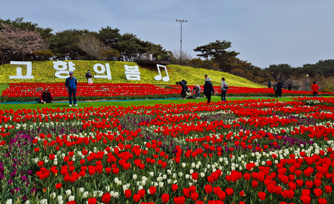 태안 튤립축제