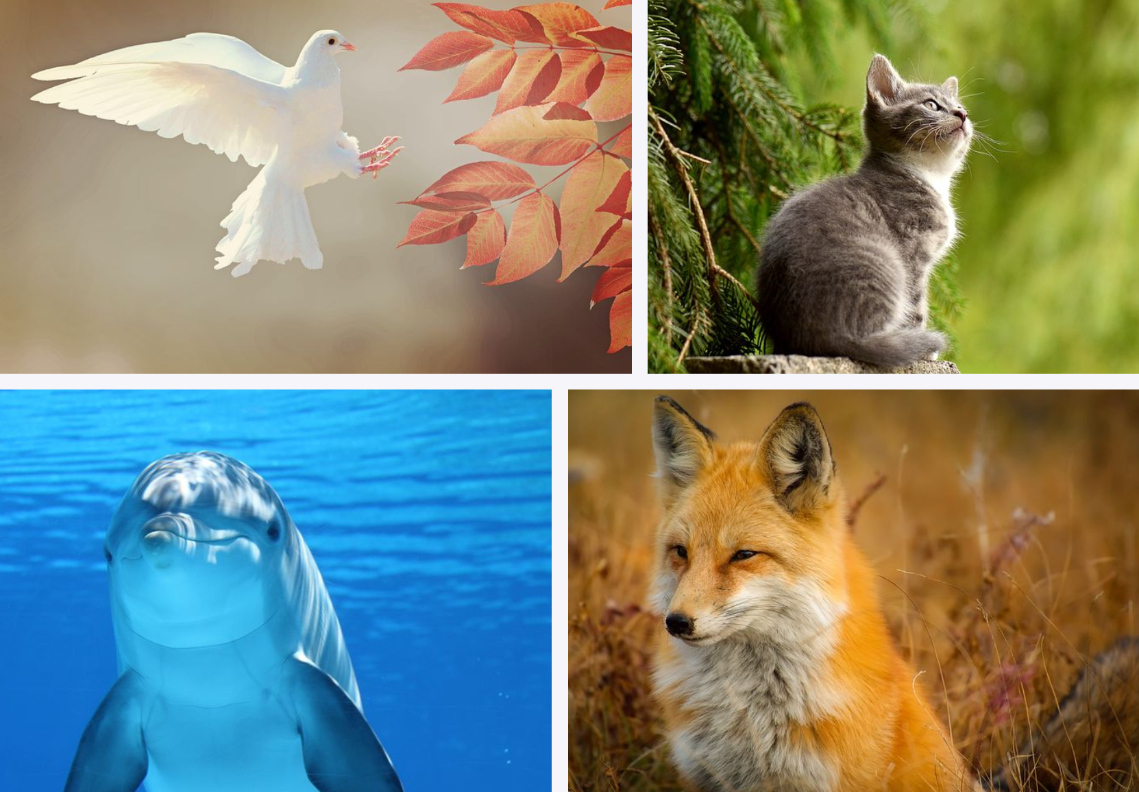 동물 학대법? 동물복지법!