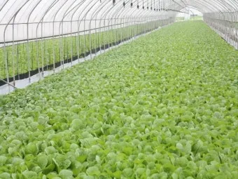 저장 채소 관리 감자 고구마 마늘 양파 배추 무 김장 준비_21