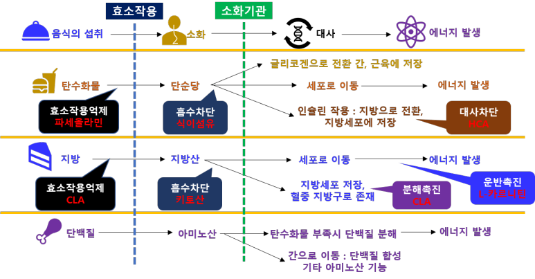 우리몸의 에너지 흐름