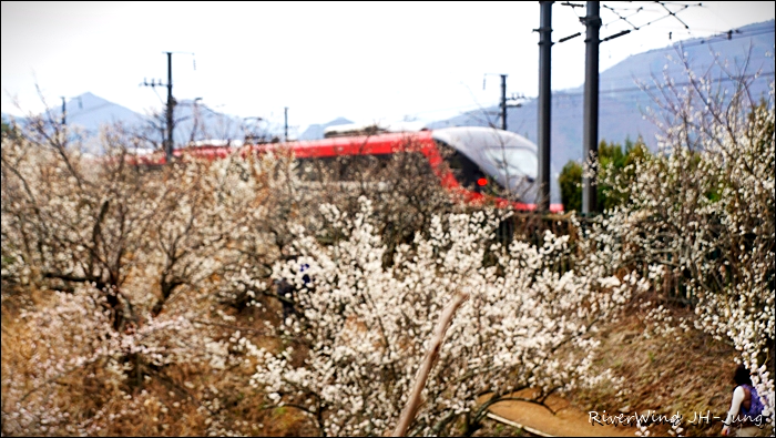 원동매하화 순매원
부산근교 원동매하화 순매원