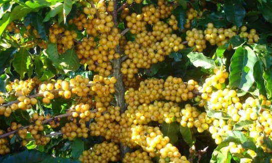 [커피비교] 세계에서 가장 비싼 커피 - 파덴자 산타 이네스