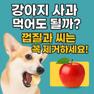 강아지 사과, 먹여도 될까? 껍질과 씨는 꼭 제거하세요!