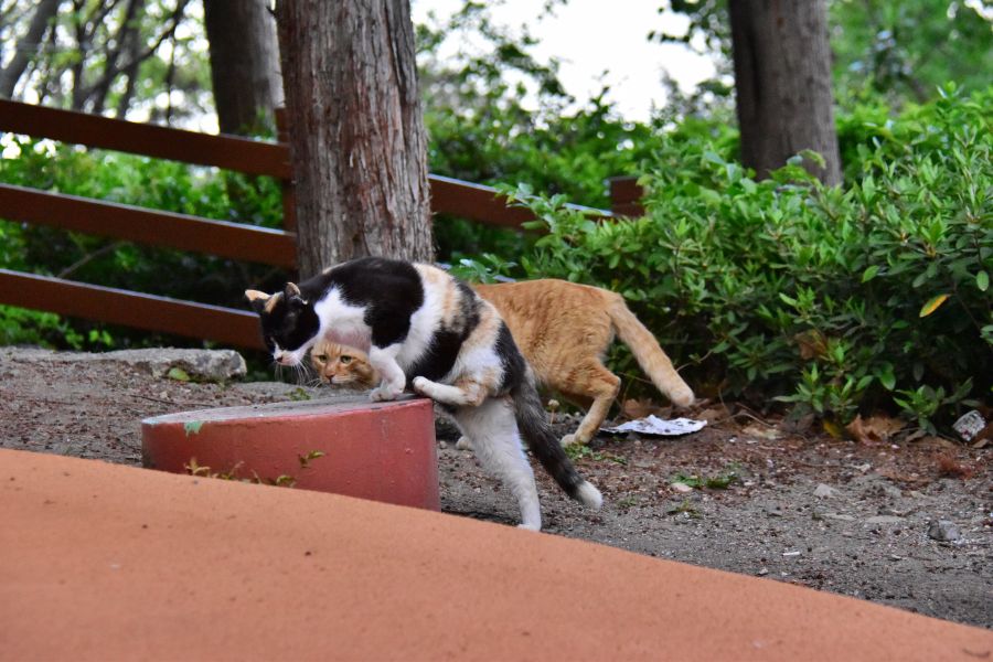 부산 민주공원 고양이