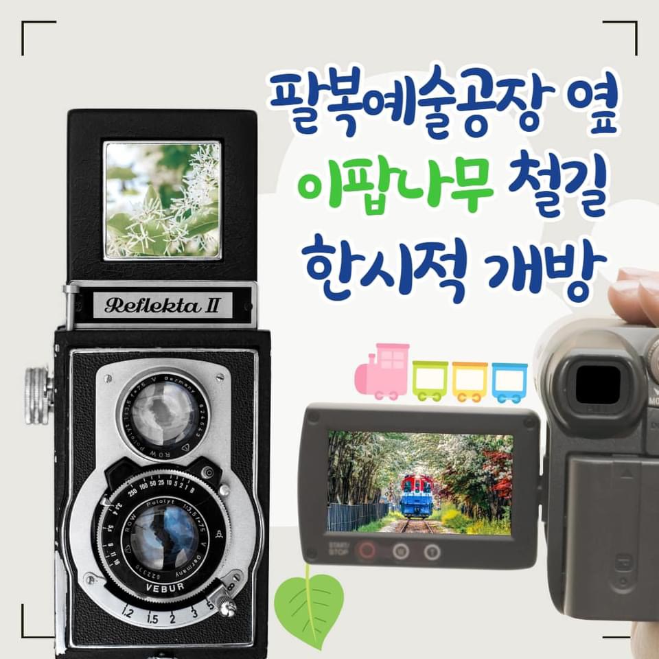 팔복동 이팝나무