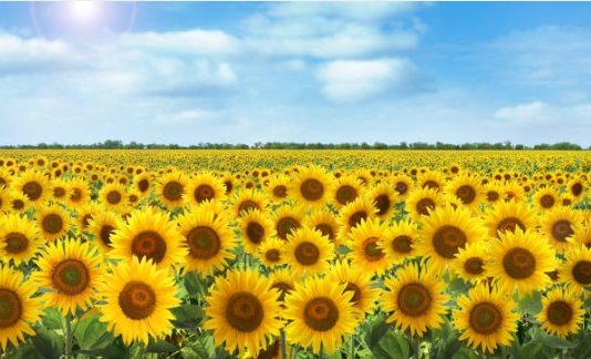 해바라기 명소에 가서 찍은 사진