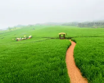 고창 청보리밭 축제_20