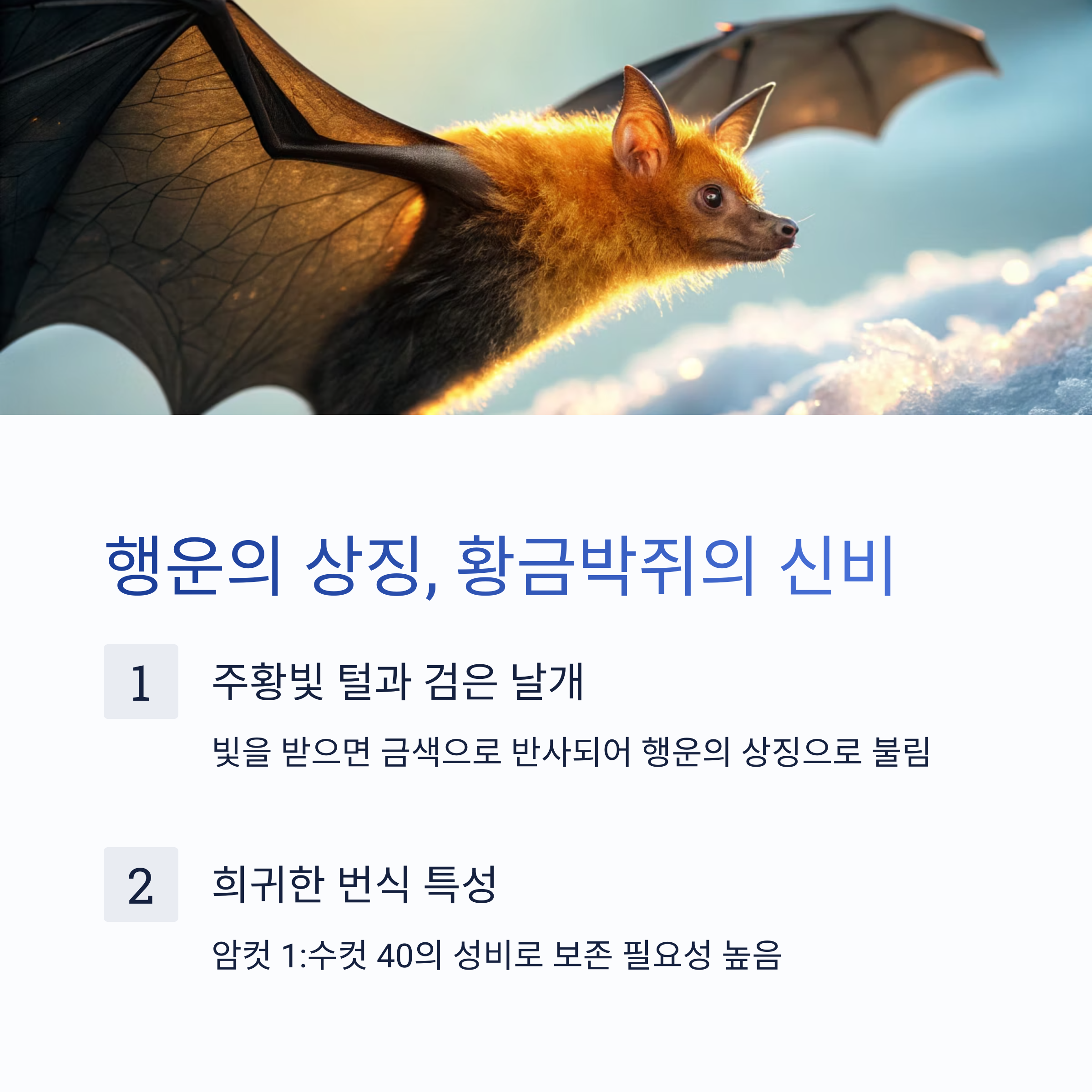 행운의 상징, 황금박쥐의 신비
