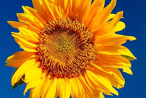 세번째&#44; 알레르기