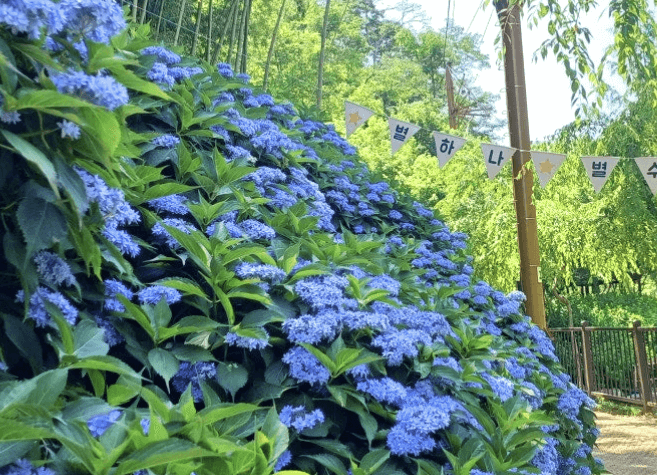 진주 월아산 수국축제