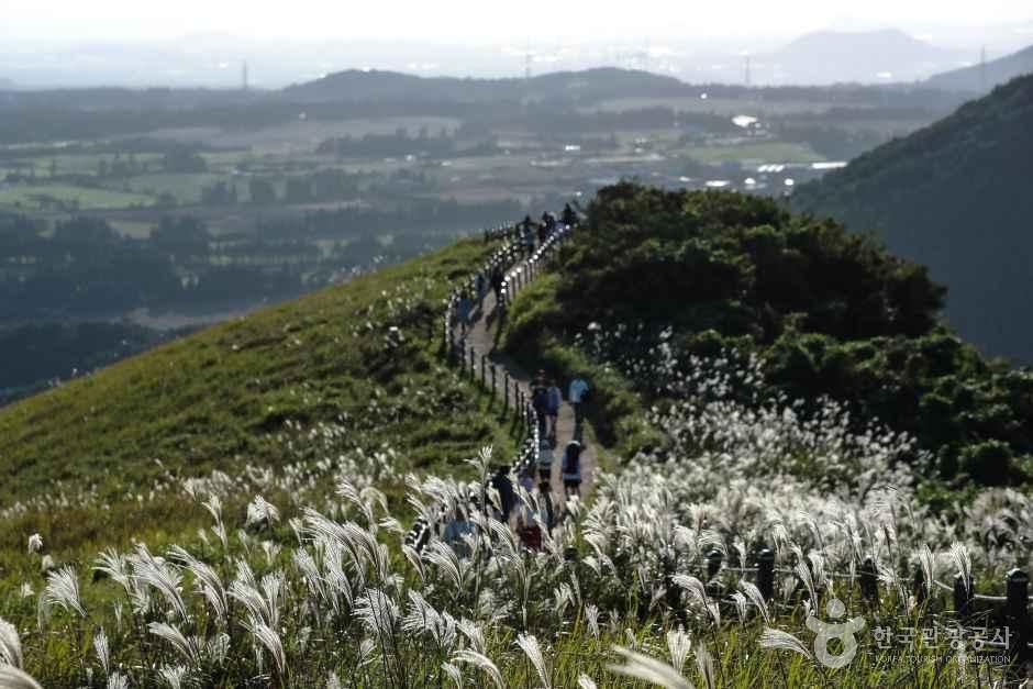 Hikers on the Saebyeol Oreum ridge trail among silver grass