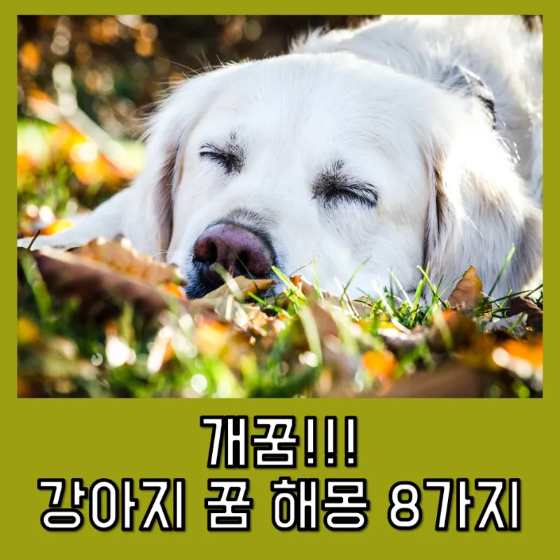 강아지를 안는 꿈의 의미와 해몽을 총정리한 내용_1
