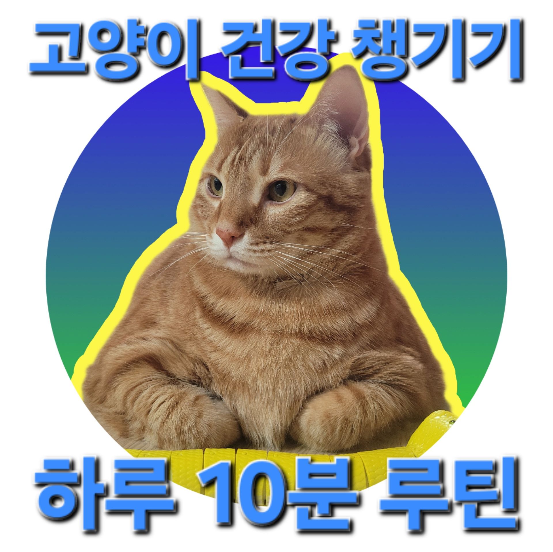 고양이 건강검진