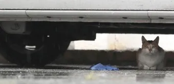 장마기간 고양이 사료 관리, 스트레스 관리법_30