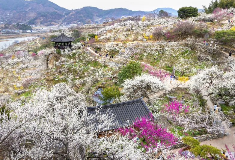 2024 광양매화축제 행사 안내