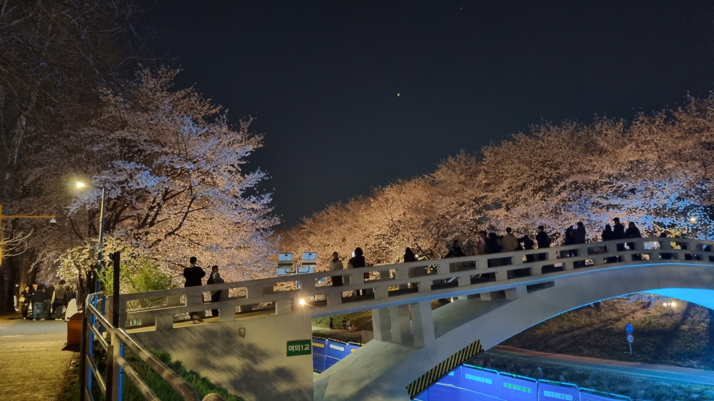 양재천벚꽃축제