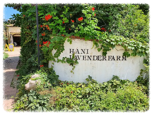 하늬라벤더팜