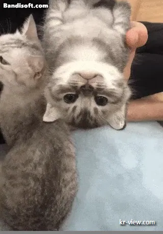 img.webp?credential=yqXZFxpELC7KVnFOS48ylbz2pIh7yKj8&expires=1767193199&allow_ip=&allow_referer=&signature=J1hie5j%2FZQvo%2FlAKr1YYBZ8uRvA%3D