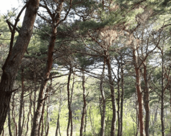 소나무대나무산책길