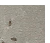 먼지다듬이 벌레