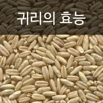 귀리 효능 부작용 밥짓기 먹는법 오트밀 차이_4